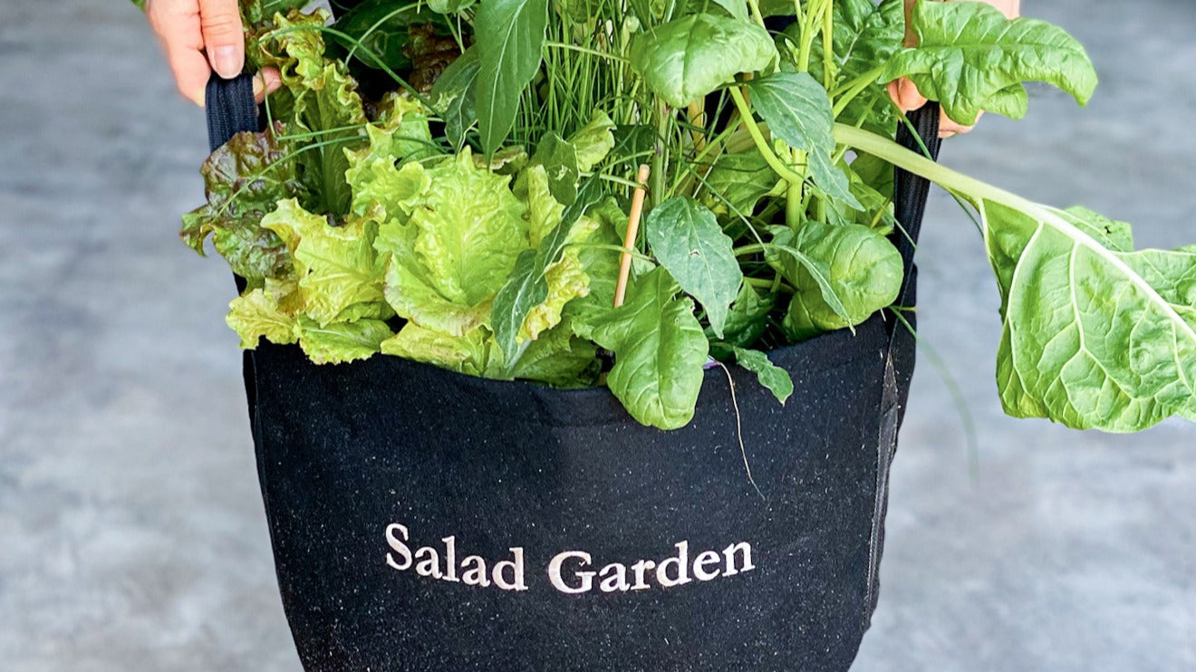 Salat anbauen im Hochbeet
