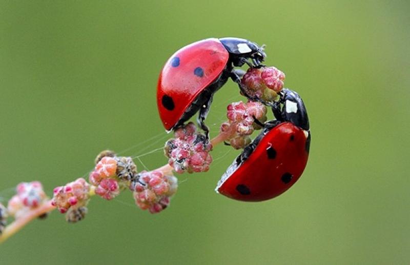 Nützlinge im Garten